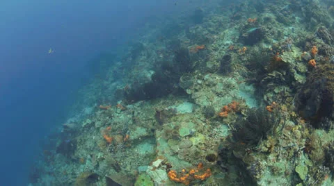St. Lucia Reef Sceene Stock Footage 23104268