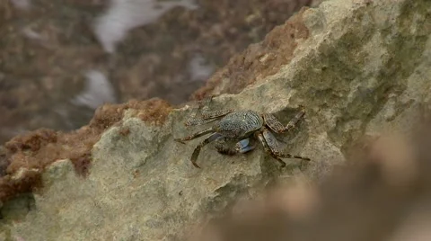 St Maarten - crab 1 Stock Footage 61043721