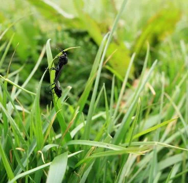St Marks Fly insect shown mating. Stock Photos