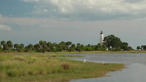 St Marks Lighthouse and Great Egrets Vídeo Stock 49644474