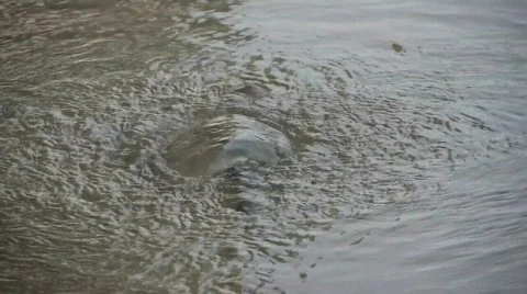 St. Marks Square - Markusplatz - Venice - Venedig Video stock 562807