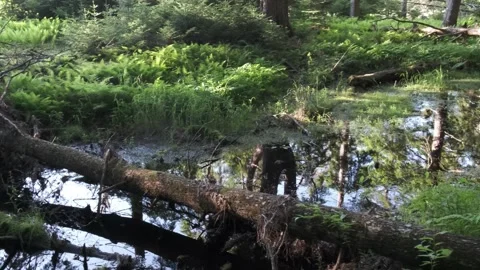 St Marys River Nova Scotia, Summer, Vernal Pool, Pan Stock Footage 340526122