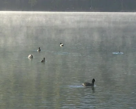 St. Moritz Lake with ducks Stock Footage 460213