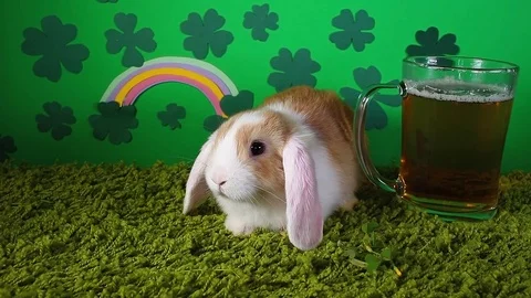 St patrick clover background with lucky bunny Saint Patricks day green concept Stock Footage 102235962