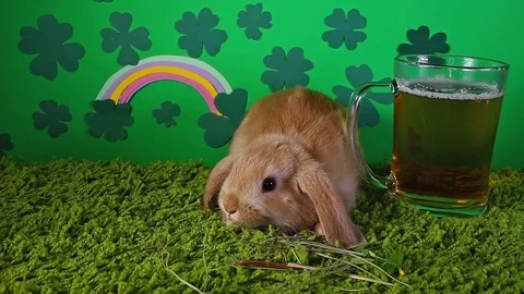 St patrick clover background with lucky bunny Saint Patricks day green concept Stock Footage 102236061