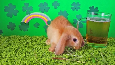 St patricks day animal pet concept luck clover beer rabbit animals pets decor Stock Footage 99324853