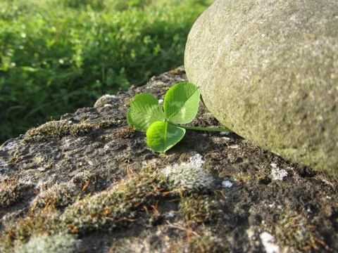 St. Patrick's Day background with clover or shamrock by a river stone Stock Photos