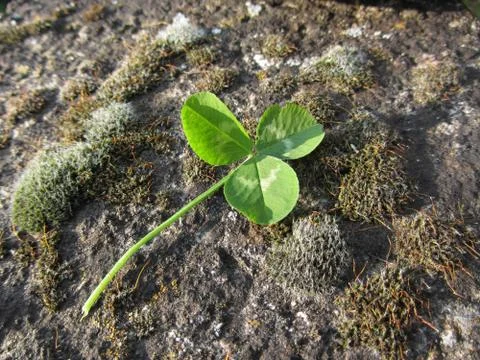 St. Patrick's Day background with clover or shamrock on the rock in forest Stock Photos