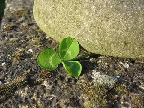 St. Patrick's Day background with clover or shamrock by a river stone Stock Photos