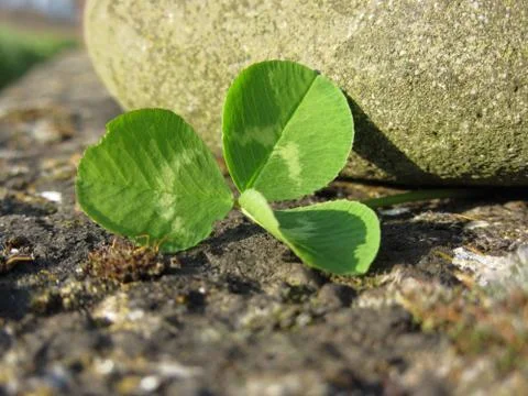 St. Patrick's Day background with clover or shamrock by a river stone Stock Photos