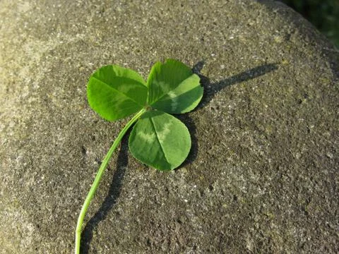 St. Patrick's Day background with clover or shamrock on a river stone Stock Photos