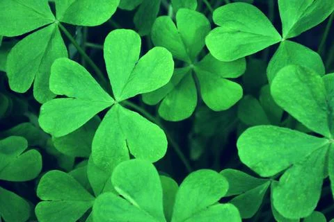 St Patricks Day background. Full frame of green three- leaf clover Foto stock