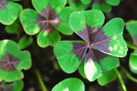 St Patricks Day background. Full frame of four- leaf clovers Stock Photos