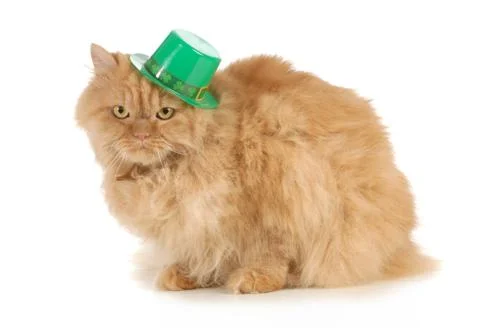 St patricks day cat Stock Photos