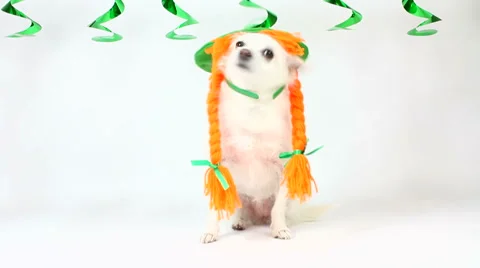 St. Patrick's Day Irish Lass Dog Stock Footage 1063132