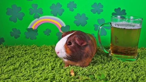 St patricks day Saint Patrick s cute pet animal concept with green beer rainbow Stock Footage 98791736