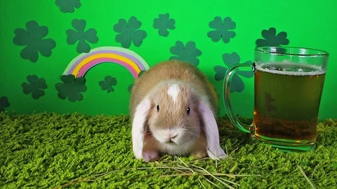 St patricks day Saint Patrick s cute pet animal concept with green beer rainbow Stock Footage 98792109