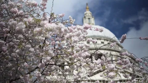 St Pauls Cathedral in Spring Stock Footage
