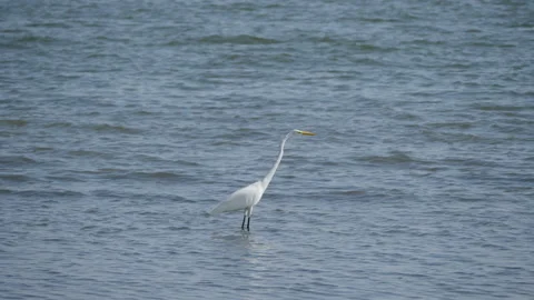 St Pete beach stalk in ocean. Stock-Footage 172233915