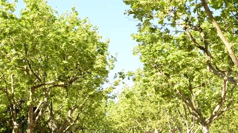 ST TROPEZ PARK Vídeo Stock 46062835