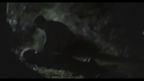 Stabbing murder Stock Footage 336536602