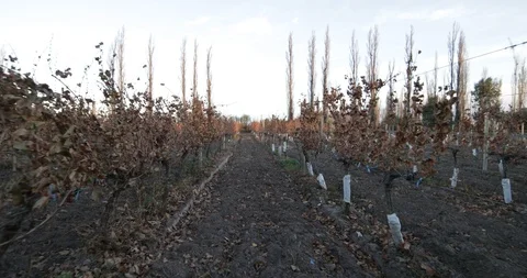 Stabilized camera motion of line of vineyard 스톡 동영상 92032969
