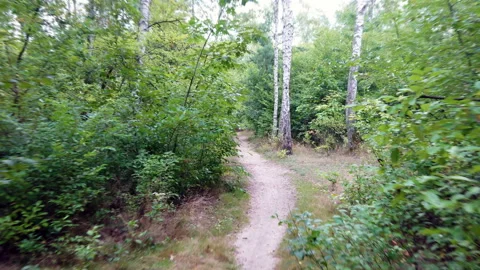 Stabilized camera view from bike riding thru the forest path Stock Footage 160610571