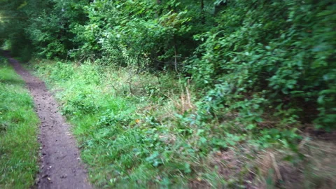 Stabilized camera view from bike riding thru the forest path Stock Footage 160624343