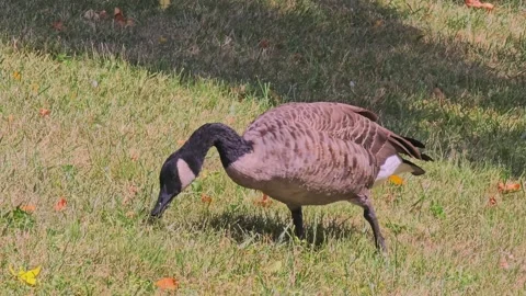 Stabilized clip  of Goose 4K Stock Footage 250103241