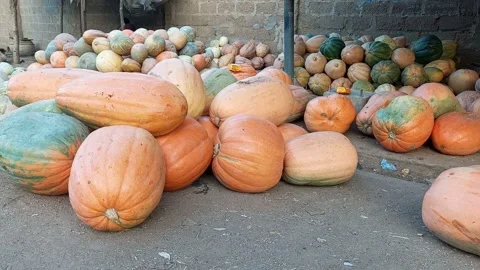Stabilized Clip of Ripe Pumpkins Selected on the Ground in Yankaba 動画素材 321194153