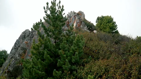 Stabilized Close up shot cliff with plants on the top of mountain Stock Footage 200779962
