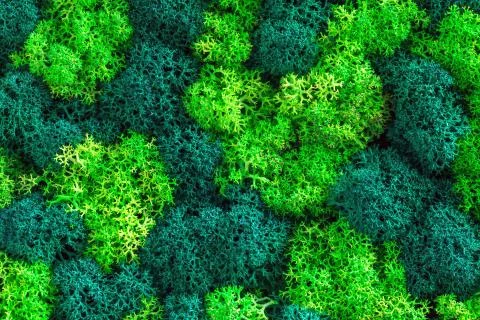 Stabilized dry moss texture top view Foto stock
