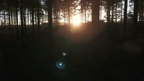 Stabilized eye level dolly shot along a path through the trees in forest Stock Footage 75217147