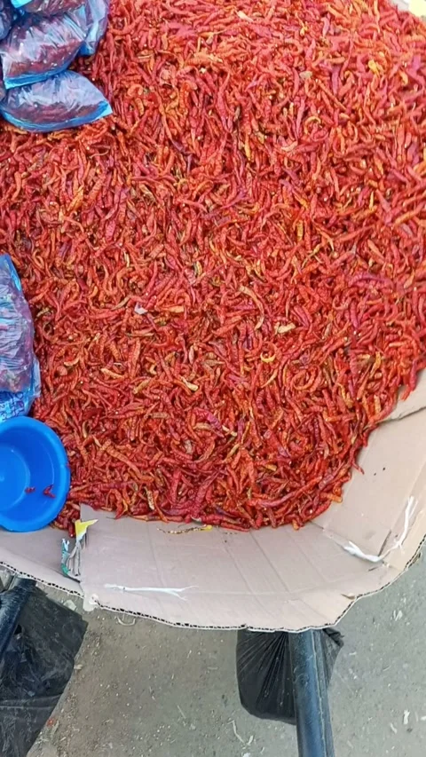 Stabilized Fresh Chilli Peppers Packed for Sale at Kano 2K 動画素材 321194407