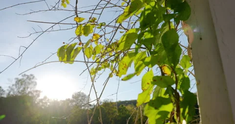 Stabilized Gimbal Shot of Beautiful Red Leaves on Stone Wall Fall Autumn Sunset Stock-Footage 142023931