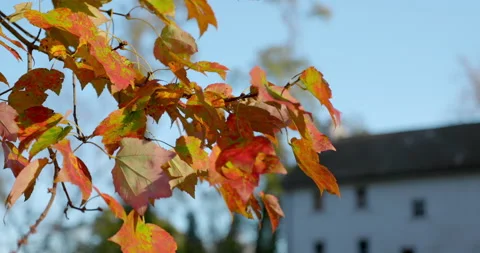 Stabilized Gimbal Shot of Beautiful Red Leaves on Stone Wall Fall Autumn Sunset Stock Footage 142023971