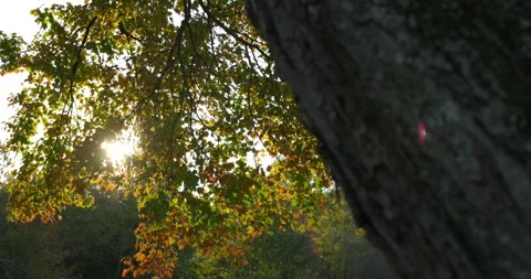 Stabilized Gimbal Shot of Beautiful Red Leaves on Stone Wall Fall Autumn Sunset 库存影片 142024014