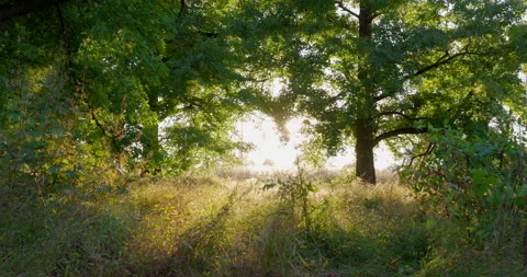 Stabilized Gimbal Shot Beautiful Sunset Flares through Trees Leaves and Plants Vidéo 142024409