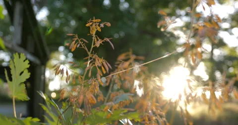 Stabilized Gimbal Shot Beautiful Sunset Flares through Trees Leaves and Plants Vidéo 142024434