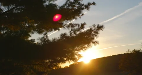 Stabilized Gimbal Shot Beautiful Sunset Flares through Pine Trees Magic Hour Vidéo 142024729