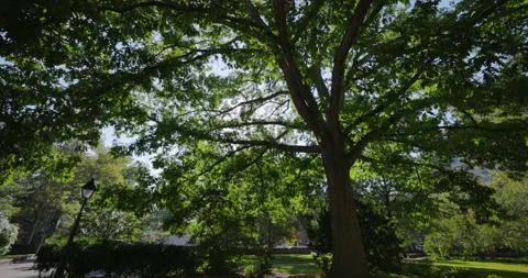 Stabilized Gimbal Shot of Early Fall Leaves in Independence Square Philadelphia Stock Footage 141938490