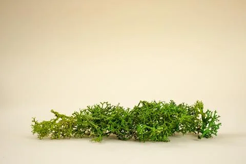 Stabilized lichen on beige background, abstract texture backdrop Stock Photos