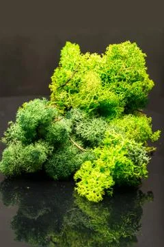Stabilized lichens 스톡 사진