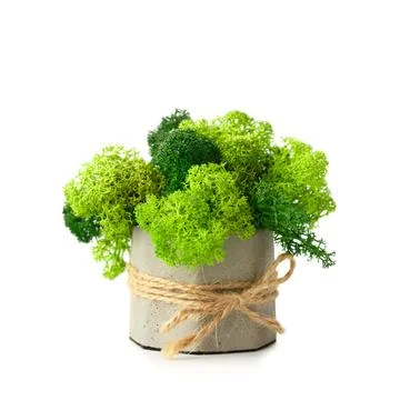 Stabilized moss in a flowerpot on a white background Stock Photos
