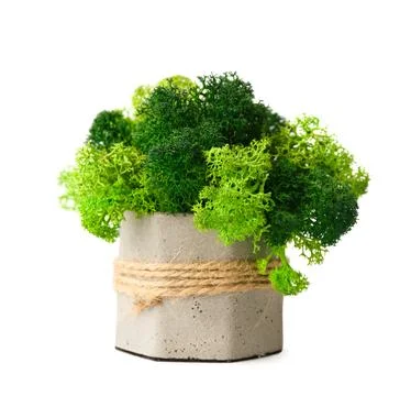 Stabilized moss in a flowerpot on a white background Stock Photos