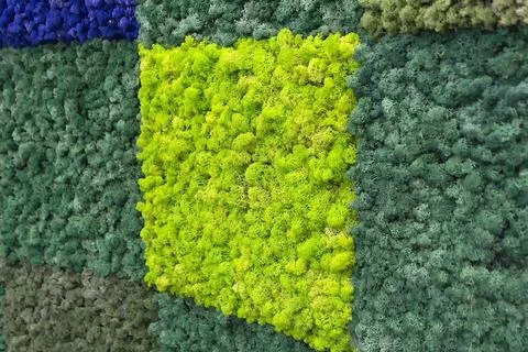 Stabilized moss panels in a showcase Stock Photos