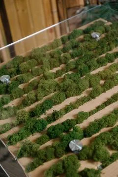 Stabilized moss. Table decorated with stabilized moss Stock Photos