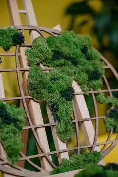 Stabilized moss.Stabilized moss in the pot Stock Photos