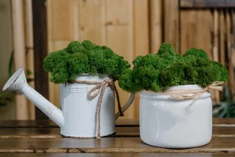 Stabilized moss.Stabilized moss in the pot Stock Photos