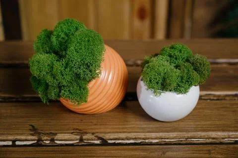 Stabilized moss.Stabilized moss in the pot Stock Photos
